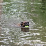 Dog Playing in Water with Ball