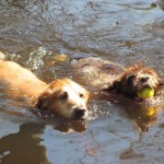 2 Dogs Swimming in Water