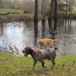 2 Dogs playing in Water